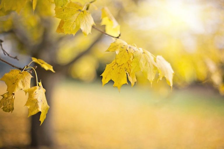 Beautiful tree leaves autumn